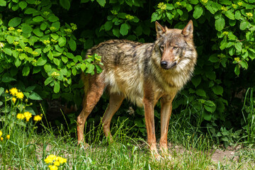 European Grey Wolf, Canis lupus in a german park