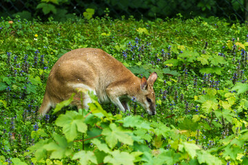 The agile wallaby, Macropus agilis also known as the sandy wallaby