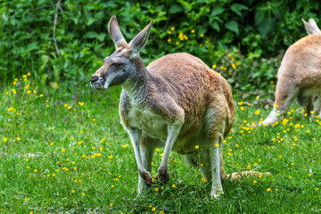 The red kangaroo, Macropus rufus is the largest of all kangaroos and the largest extant marsupial.