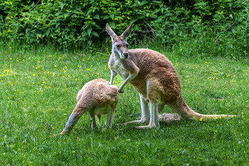 The red kangaroo, Macropus rufus is the largest of all kangaroos and the largest extant marsupial. © rudiernst