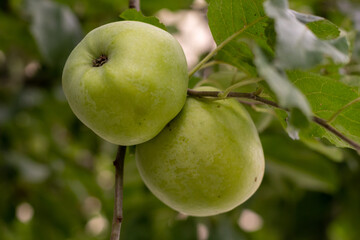 Grüne Apfel am Apfelbaum