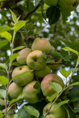 Viele Apfel am Baum im Herbst
