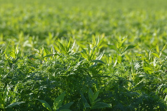  Ramtillkraut, Mungo, Guizotia abyssinica, Phacelia