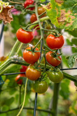 Cherry tomaten