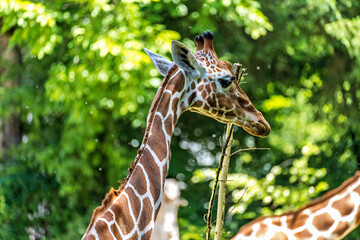 The giraffe, Giraffa camelopardalis is an African mammal © rudiernst