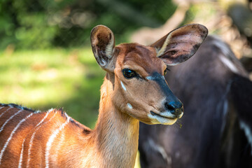 Nyala Antelope - Tragelaphus angasii. Wild life animal.