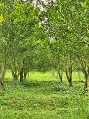 Obraz premium Lush Green Trees in a Serene Outdoor Landscape.
