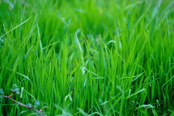 Nice fresh nature photography with green spring grass with a background blurred background for use in creative projects on the theme of preserving natural spaces