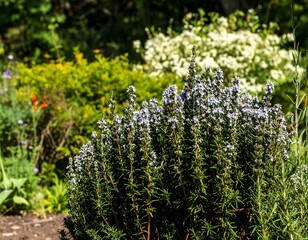 Obraz premium Rosemary bush in garden