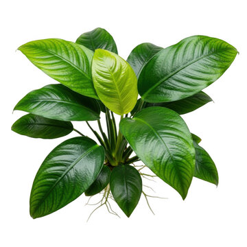 Vibrant anubias barteri plant with lush green leaves and healthy roots captured in detail transparent background