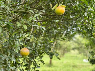 Ripe Oranges Hanging on a Lush Tree Branch.