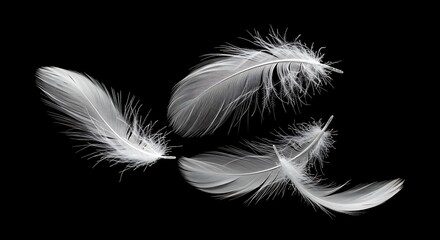 Obraz premium Delicate White Feathers Floating Against a Deep Black Background, Artistic Composition