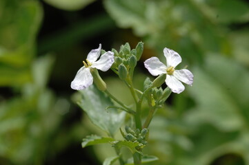 Öl-Rettich,  Raphanus sativus var. Oleiformis, in einer  Zwischenfruchtmischung
