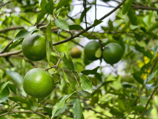 Green Oranges Ripening on a Lush Tree Branch.