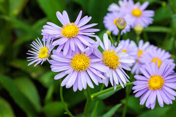 Obraz premium Beautiful blooming Korean leopard flowers in a summer garden.
