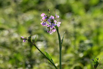 Öl-Rettich,  Raphanus sativus var. Oleiformis, in einer  Zwischenfruchtmischung