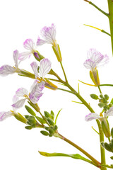 Öl-Rettich,  Raphanus sativus var. Oleiformis