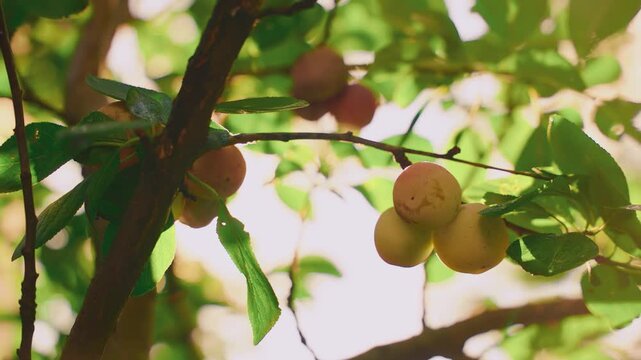 Close-up ripe yellow pulms hanging on branch of green leaves trees fruit garden with warm sun light flare natural sunny day sky backlit bright color, Fresh organic fruit pulm growing harvest concept