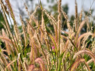 Close-up of Tall Grass with Soft Bokeh Background.