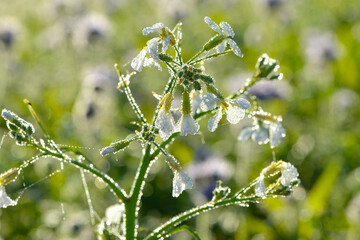 Öl-Rettich,  Raphanus sativus var. Oleiformis, Blüte, Tautropfen