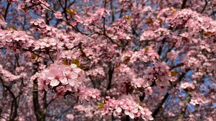 Flowers Spring White and Pink