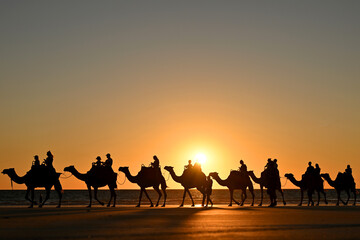 Camels walking on the beach.