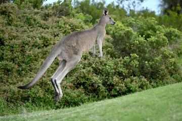 Kangaroos on a golf course