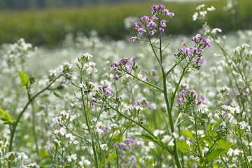Öl-Rettich,  Raphanus sativus var. Oleiformis, in einer  Zwischenfruchtmischung