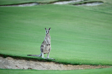 Kangaroos on a golf course