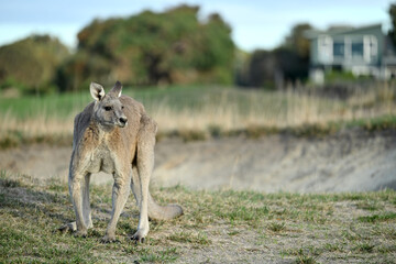 Kangaroos on a golf course