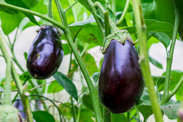 Ripe eggplants grow on green bushes