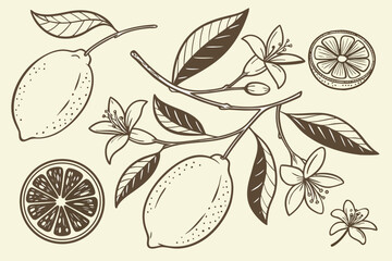 Vector art of hand drawn lemon branch with flowers and leaves, a vintage botanical illustration