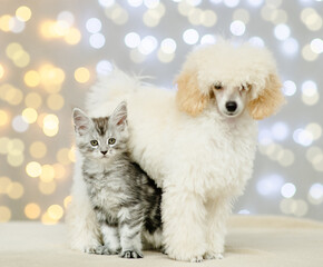 Cute Poodle puppy and maine coon kitten stand together on festive blured background