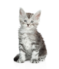 Portrait of a cute maine coon kitten sitting in front view and looking at camera. isolated on white background