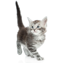 Obraz premium Cute maine coon kitten walking and looking away and up on empty space. isolated on white background