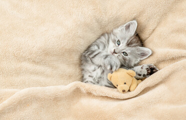 Playful cute Maine coon kitten lying with favorite toy bear under warm plaid on a bed at home. Top down view. Empty space for text