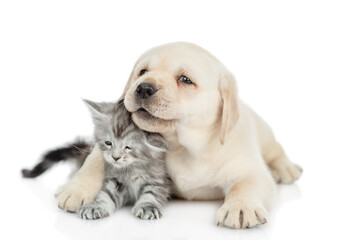 Cute Golden retriever puppy hugs a tiny  maine coon kitten and looks at camera. isolated on white background © Ermolaev Alexandr