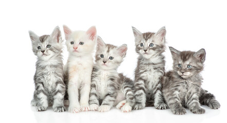 Group of young cute maine coon kittens sitting in front view. Isolated on white background