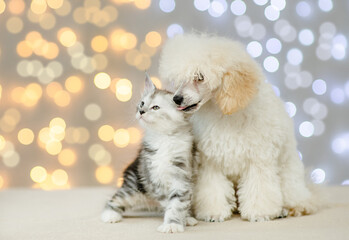 Playful Poodle puppy licking maine coon kitten on festive background