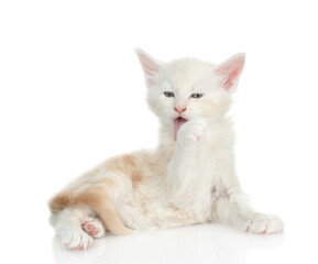 Obraz premium Maine coon kitten washing licking his paw, washing itself. isolated on white background