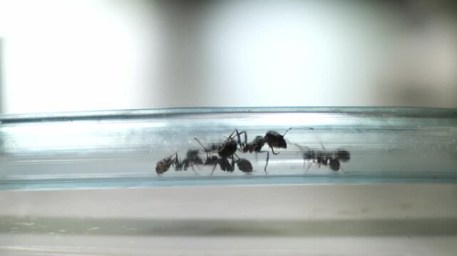 Relocation of ants to another formicarium through a pipe close-up side view. Colony of reaper ants in the acrylic ant farm. Hobby pets watching. Selective focus. Big family concept. 4K footage.