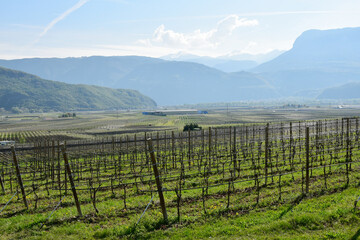 Fototapeta premium Weinanbau, Südtirol