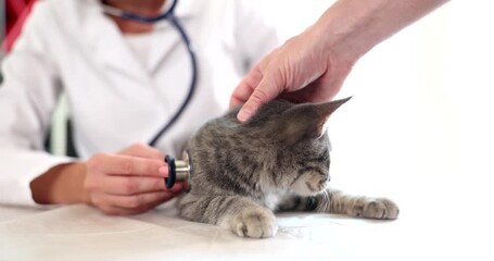 Doctor with stethoscope examines grey tabby kitten while owner gently strokes kitten head. Veterinary check-up emphasizes compassionate care for pets