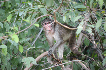 Wild macaque with red face perched on a tree branch in tropical rainforest, alert and focused, symbolizing biodiversity and eco tourism in lush jungle habitat.