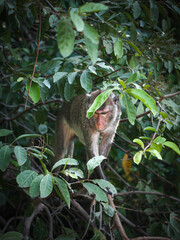 Wild macaque walking carefully on a tree branch in tropical rainforest , surrounded by lush greenery with sunlight and shadows. Wildlife and eco tourism concept.
