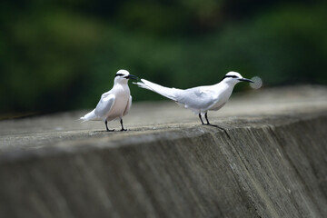 夏に沖縄や奄美の海岸やビーチで見られる白い優雅な美しい野鳥、エリグロアジサシ