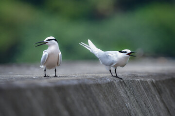 夏に沖縄や奄美の海岸やビーチで見られる白い優雅な美しい野鳥、エリグロアジサシ