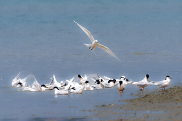 夏に沖縄や奄美の海岸やビーチで見られる白い優雅な美しい野鳥、エリグロアジサシ