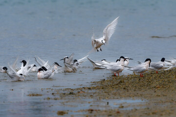 夏に沖縄や奄美の海岸やビーチで見られる白い優雅な美しい野鳥、エリグロアジサシ