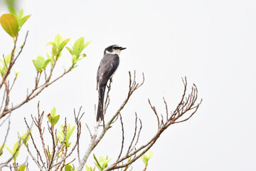九州に冬にやってくる天然記念物の美しい渡り鳥、ツルの仲間のマナヅル